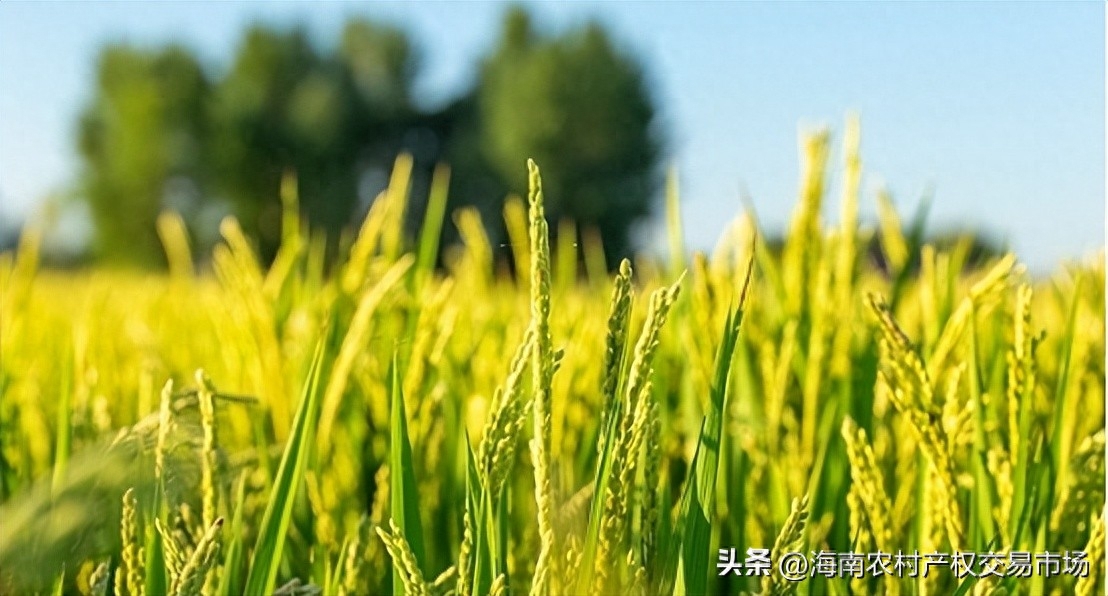 車輛抵押融資(土地違規(guī)抵押融資整改)? 知識(shí)問答 第1張- 車輛抵押融資(土地違規(guī)抵押融資整改)? (http://www.ssksuo.cn/) 知識(shí)問答 第1張