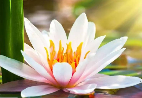 不看負(fù)債和征信的貸款(征信看負(fù)債率)? 知識(shí)問答 第2張- 不看負(fù)債和征信的貸款(征信看負(fù)債率)? (http://www.ssksuo.cn/) 知識(shí)問答 第2張