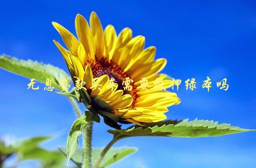 沒綠本車可以抵押嗎(抵押車沒綠本可以報廢處理嗎)? 知識問答 第1張- 沒綠本車可以抵押嗎(抵押車沒綠本可以報廢處理嗎)? (http://www.ssksuo.cn/) 知識問答 第1張