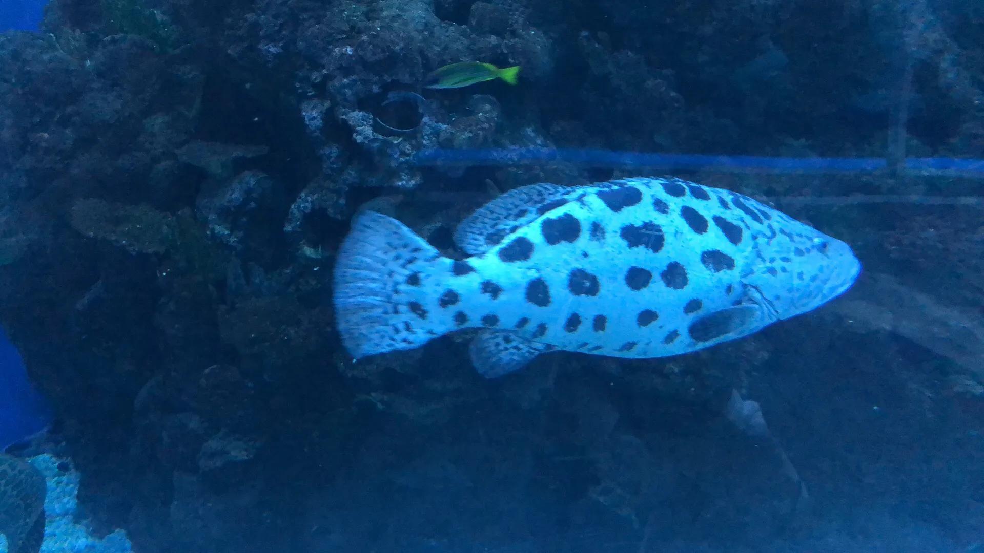 車輛二次貸款能做嗎(車能貸款幾次)? (http://www.ssksuo.cn/) 知識問答 第4張