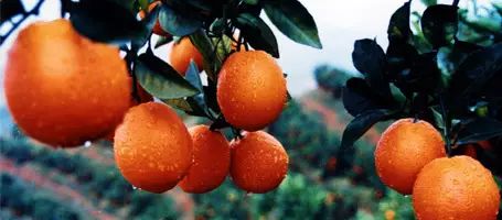 上海哪有車抵押貸款(上海汽車抵押貸)？ (http://www.ssksuo.cn/) 知識問答 第3張