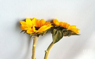 車抵押貸款去哪里(借名購車法律關(guān)系)？ (http://www.ssksuo.cn/) 知識問答 第1張